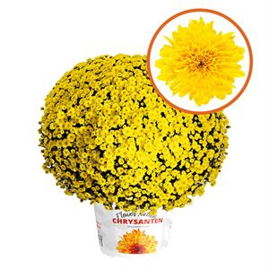 Afbeelding van Bolchrysant  P19 Yellow